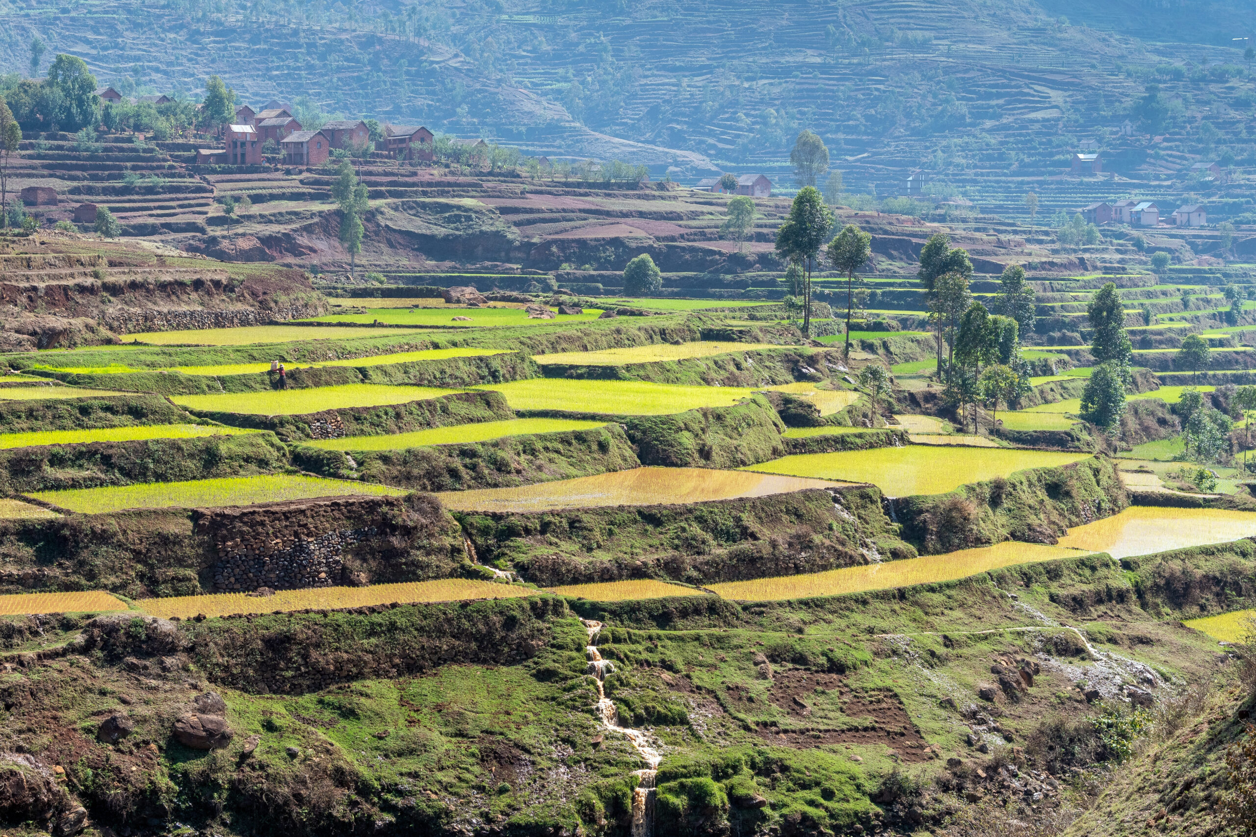 Rice fields between Antsirabe and Antananarivo, in Madagascar