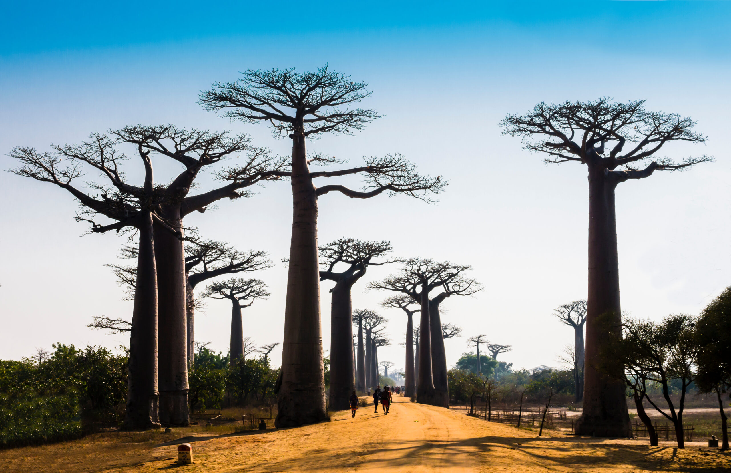 Stunning view of Baobab Avenue with majestic silhouette of trees in foreground, Morondava, Madagascar