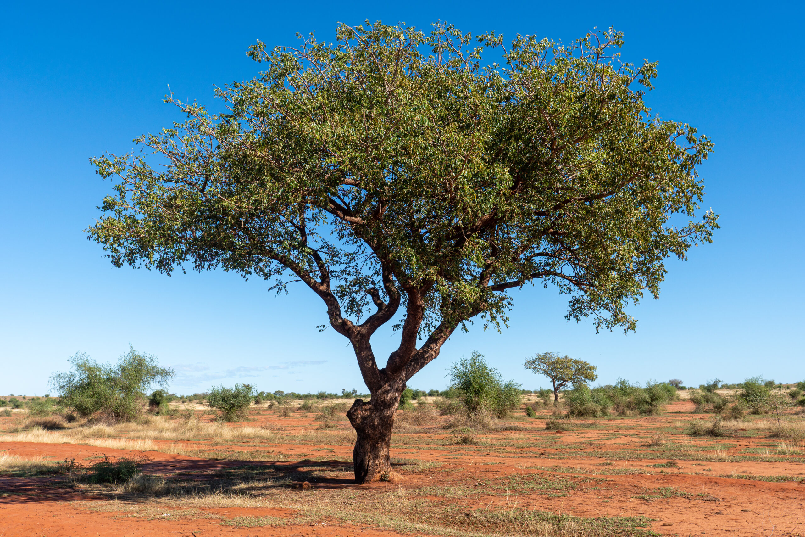 tree in the thorny desert Madagaskar