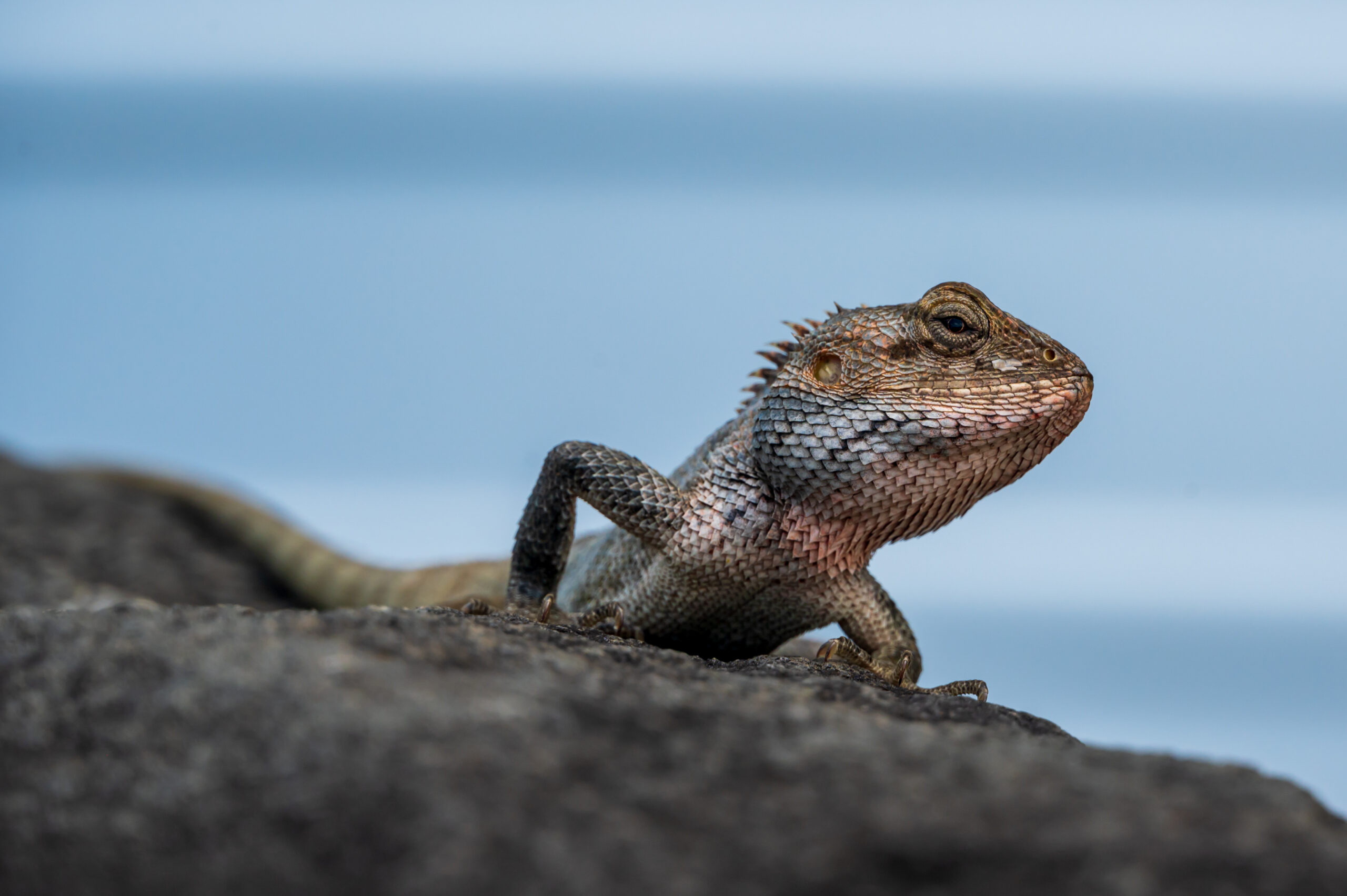 Chameleon basking in the sun, Mauritius