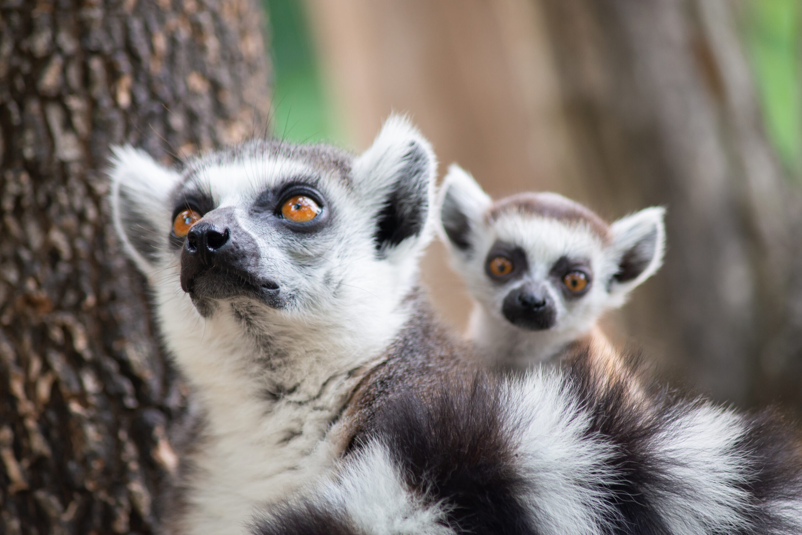 Lemur and their baby
