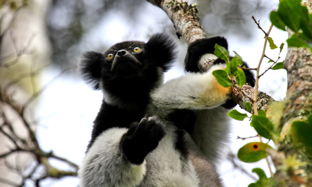 Madagaskar-Lemur-Andasibe-Nationalpark-PRIORI-Reisen