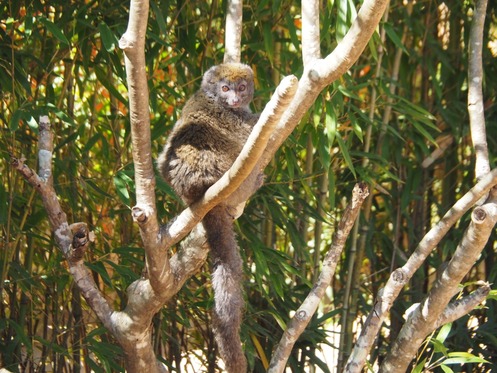 Im-Tal-der-Erosionen-Bambuslemur