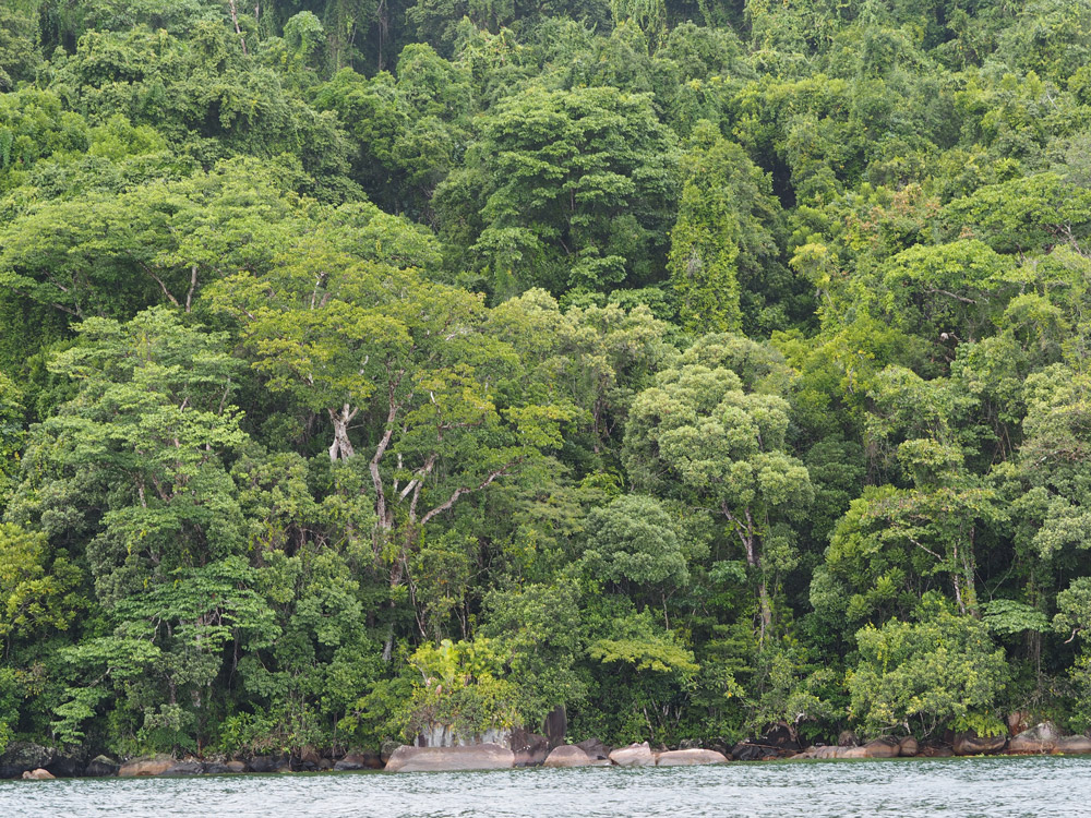 Madagaskar-Masoala-regenwald