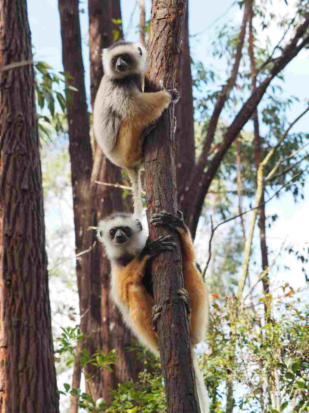 Lemuren-in-Madagaskar (2)