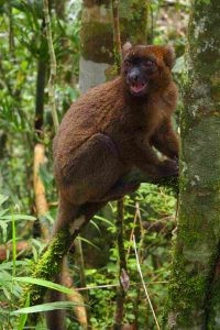 Ranomafana