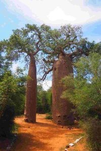Wasserbaum