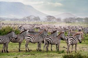 zebra